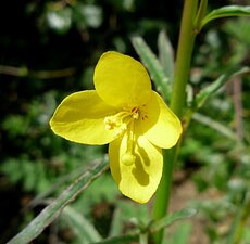 Eulobus californicus flower
